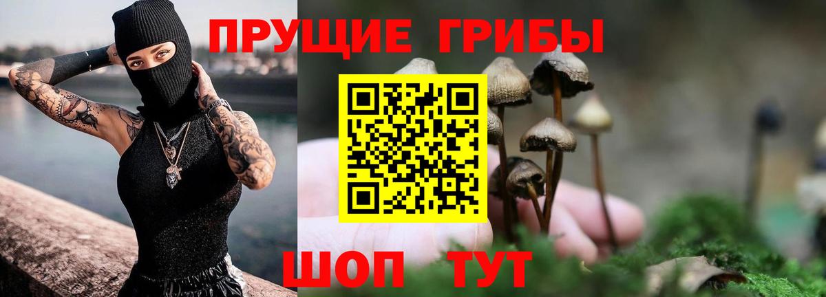 Псилоцибиновые грибы Psilocybe Кубинка